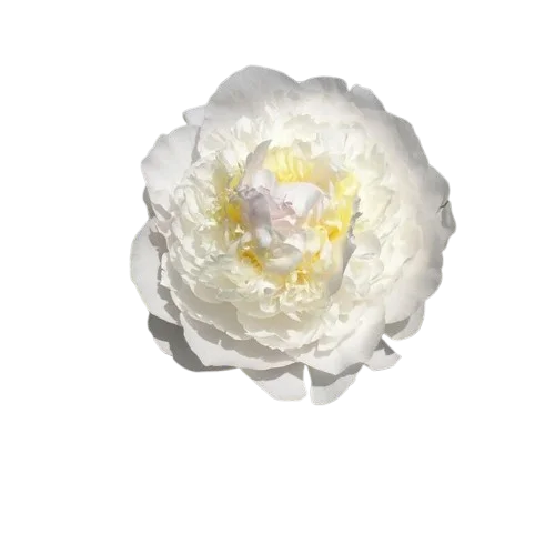 Корень пиона Ann Cousins 1 шт. Предзаказ.