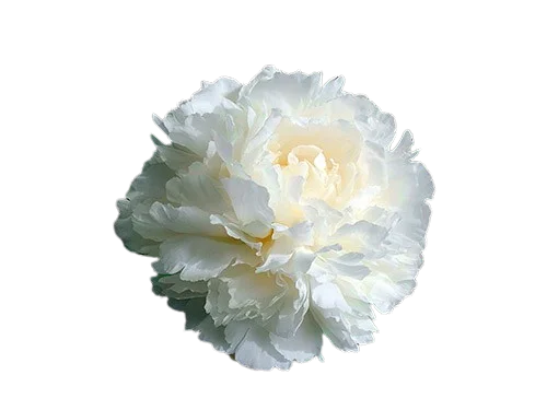 Корень пиона  Bowl of Cream 1 шт. Предзаказ.