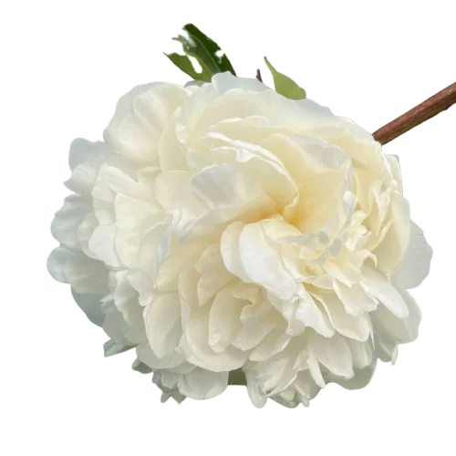 Корень пиона Moon over Barrington 1 шт. Предзаказ.