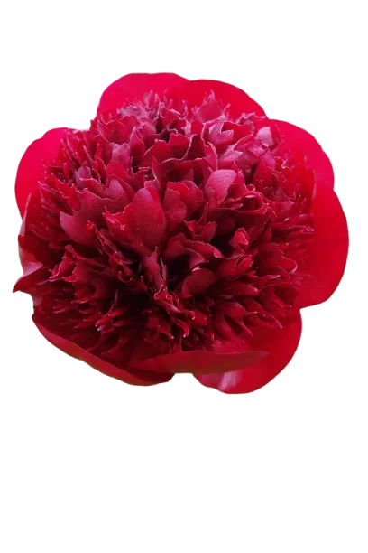 Корни пионов